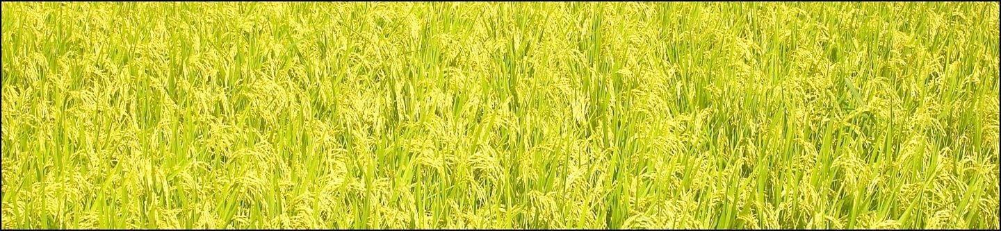 ご飯なしでは生きられない