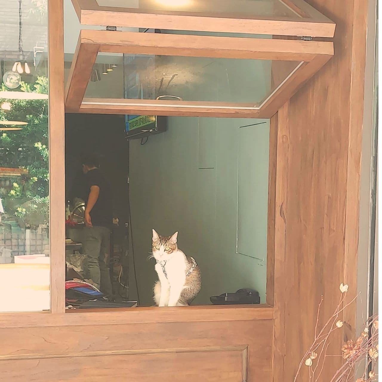 リアル招き猫/信義區？