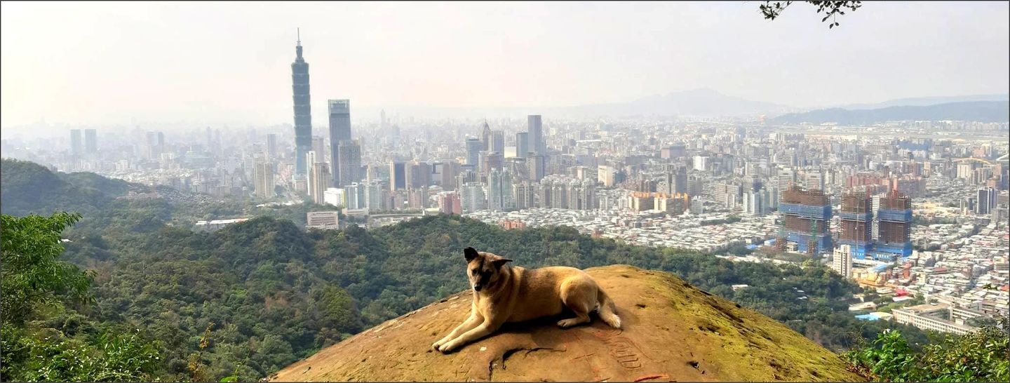 台北象山の半野犬