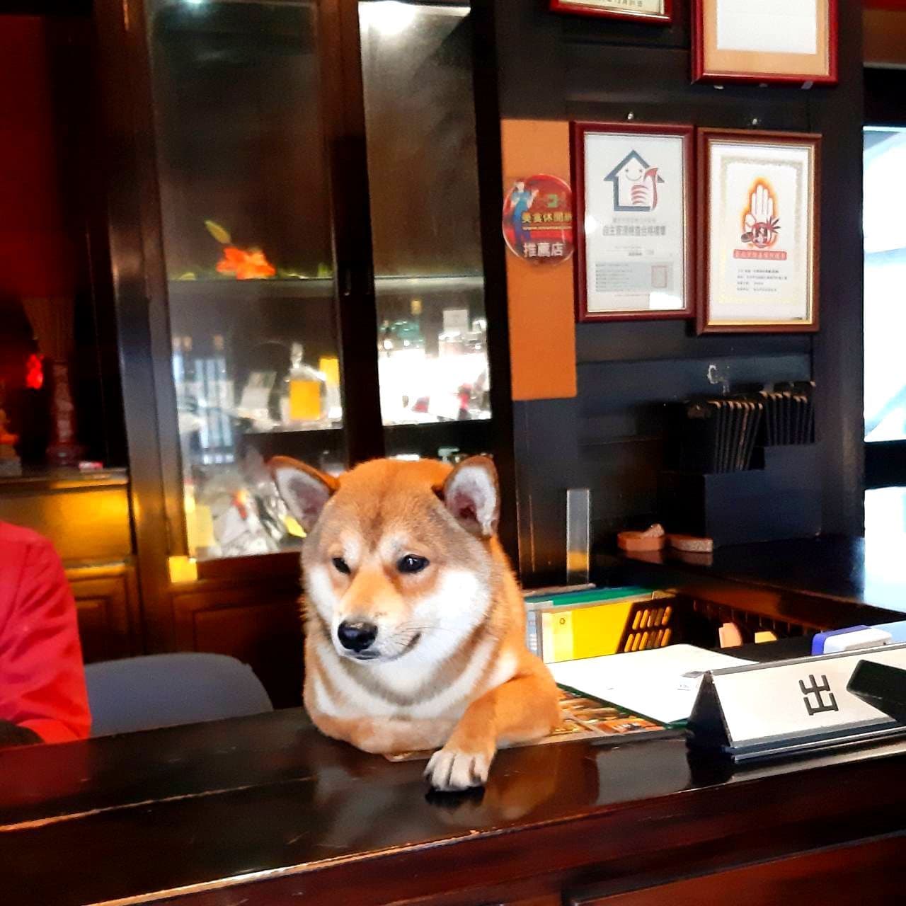 看板犬/湯瀬温泉SPA/台湾/新北市